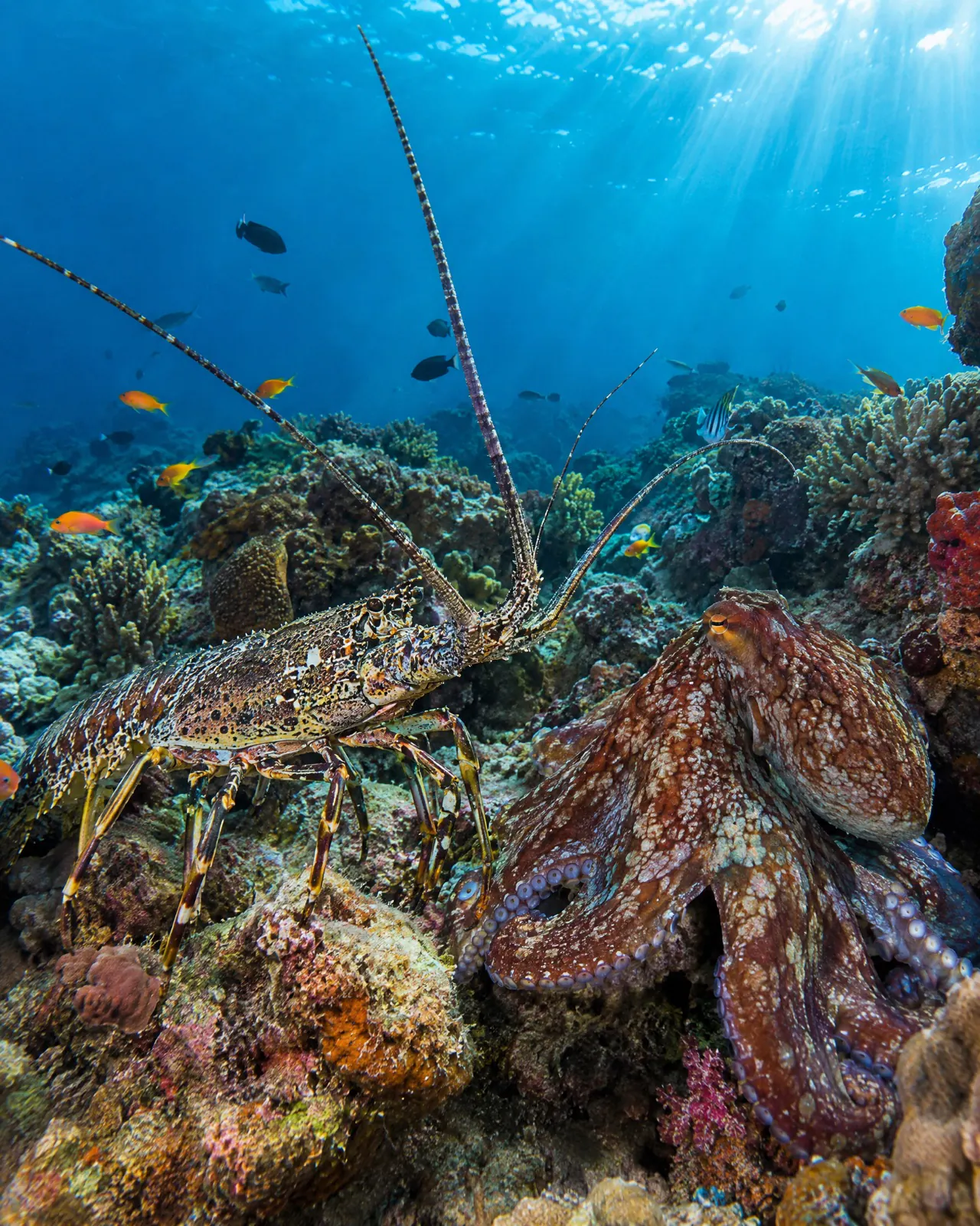 Spiny lobster and octopus on a coral reef off the Tanzanian coast